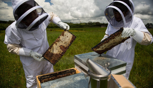 Manuka & Local Honey for Hay Fever Relief: Does It Really Work?