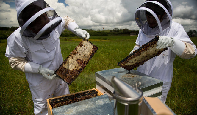 Manuka & Local Honey for Hay Fever Relief: Does It Really Work?